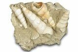 Fossil Gastropod (Haustator) Cluster - Damery, France #284437-1